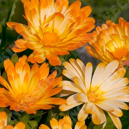 Picture of Calendula Oopsy Daisy