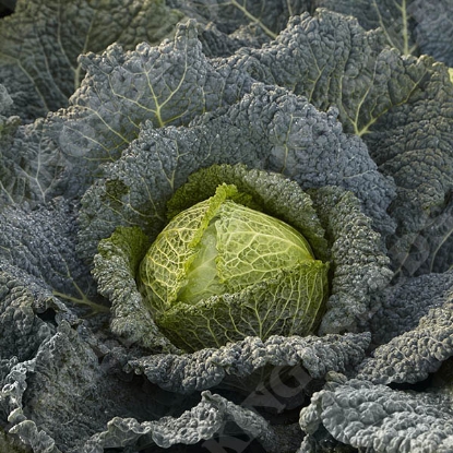 Picture of Savoy Cabbage Cordesa F1