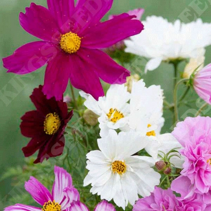 Picture of Cosmos Breeders Choice Mixed