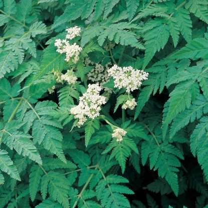 Picture of Herb Sweet Cicely Perennial