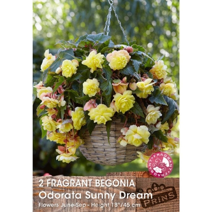 Picture of Begonia Oderata Sunny Dream - 2 Bulbs