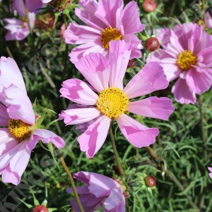 Picture of Cosmos Hummingbird Lilac