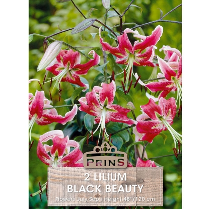 Picture of Lilium Black Beauty - 2 Bulbs