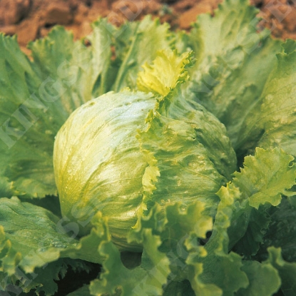 Picture of Lettuce Great Lakes