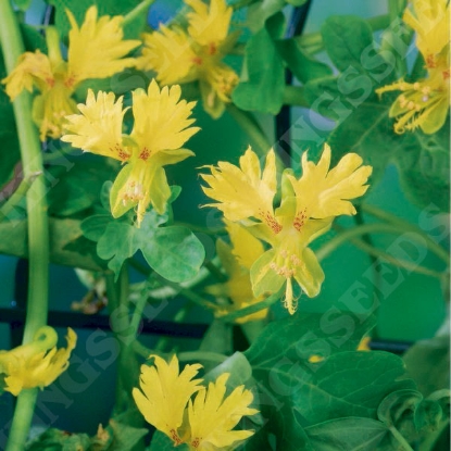 Picture of Canary Creeper Tropaeolum peregrinum