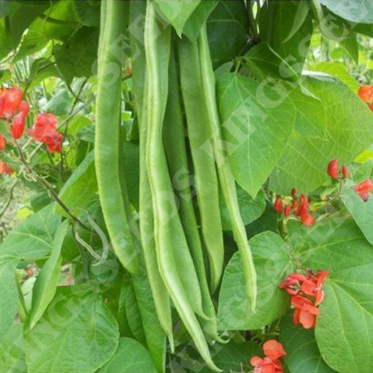 Picture of Runner Bean Benchmaster