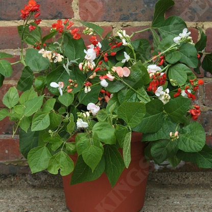 Picture of Runner Bean Jackpot Mixed