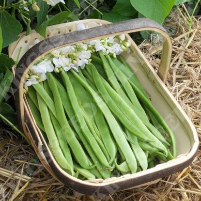 Picture of Runner Bean Moonlight (RHS Award of Garden Merit)