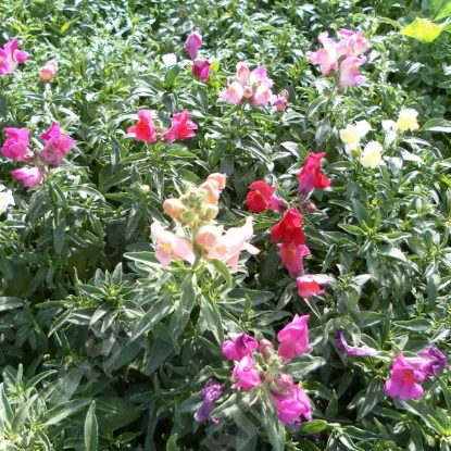 Picture of Antirrhinum Magic Carpet