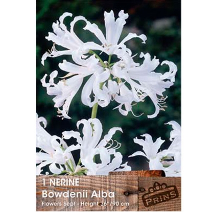 Picture of Nerine Bowdenii Alba - 1 Bulb