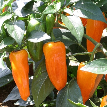 Picture of Pepper Chilli Cheyenne - 3 x 9cm Plants - MAY DELIVERY