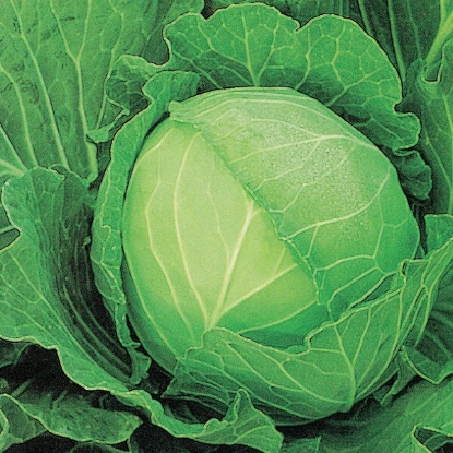 Picture of Cabbage Stonehead F1 - 12 plants - MAY DELIVERY