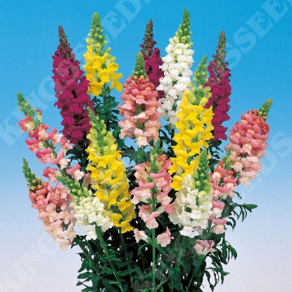 Picture of Antirrhinum Majus Admiral Mixed F1