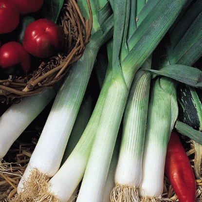 Picture of Leek Jolant - 12 Vegetable Plug Plants - MAY DELIVERY