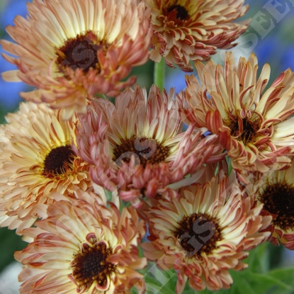 Picture of Calendula Sherbet Fizz