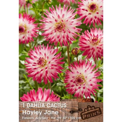 Picture of Dahlia Cactus Hayley Jane - 1 tuber