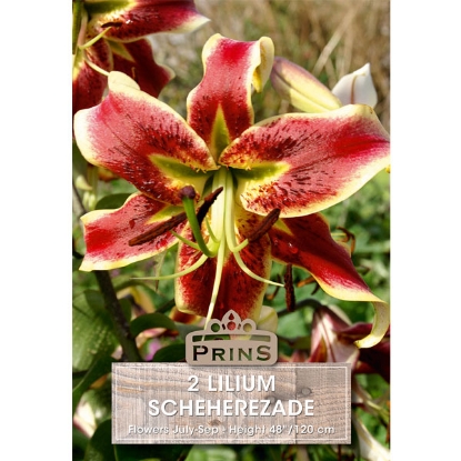 Picture of Lilium Scheherezade - 2 Bulbs