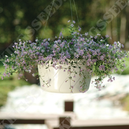 Picture of Bacopa Bluetopia